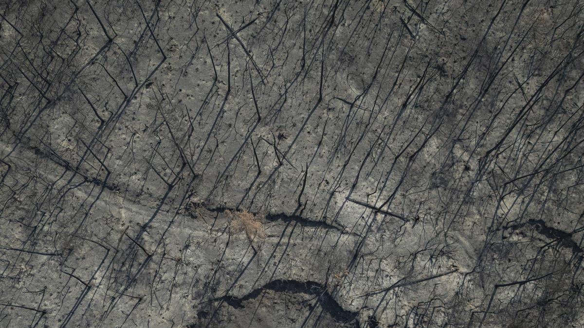 Imatges de les Gavarres després de l'incendi