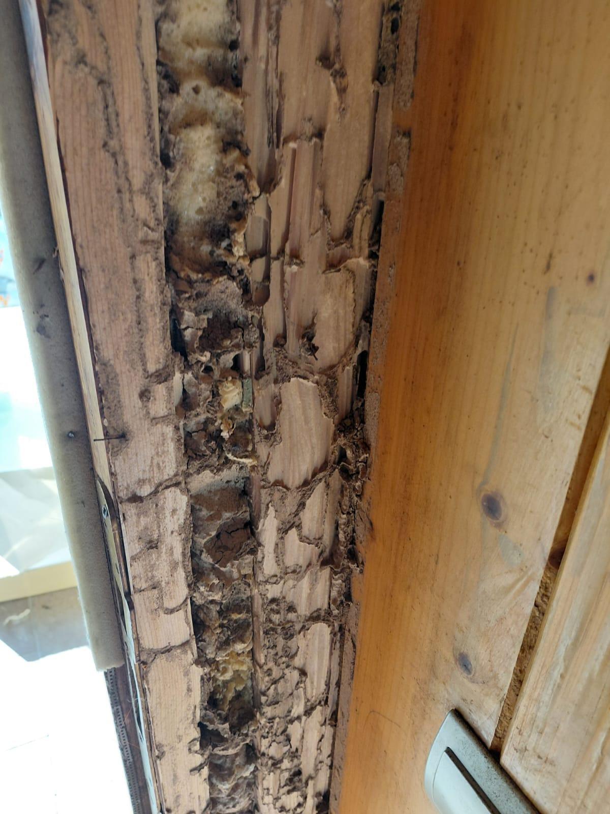 El invierno dispara las alertas por termitas en Galicia: devoran la ciudad y el rural