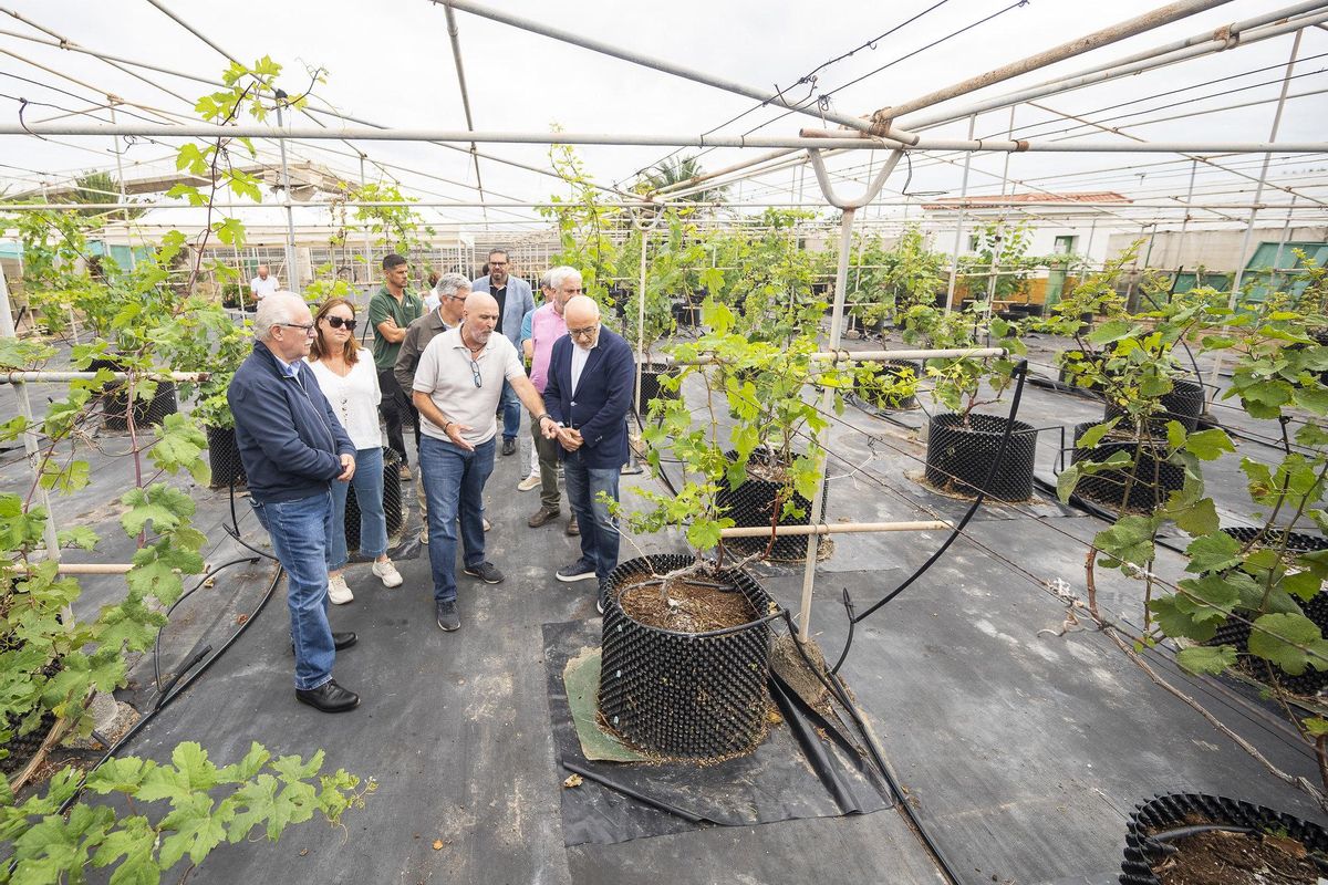 Instalaciones del vivero de vides en la Granja del Cabildo.