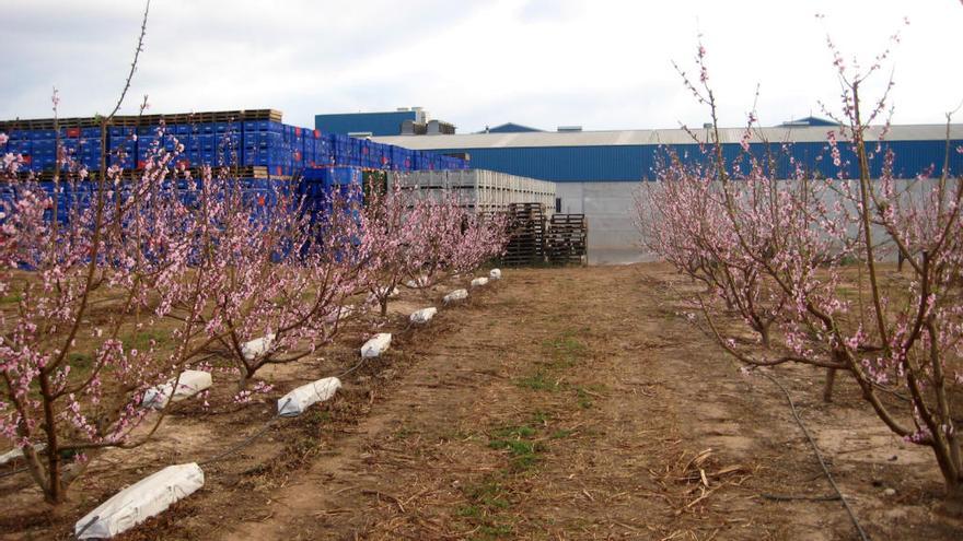 Una empresa logra aumentar un 5 % el peso de las nectarinas