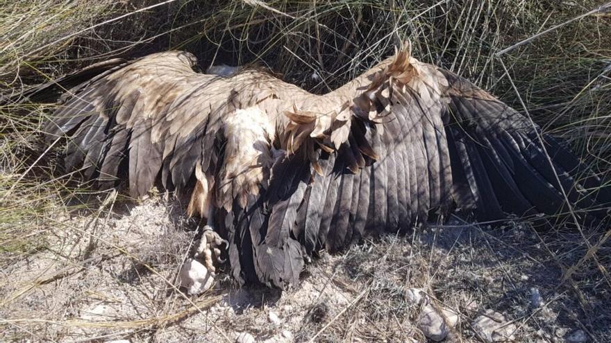 Masacre de buitres en Lorca por los tendidos eléctricos