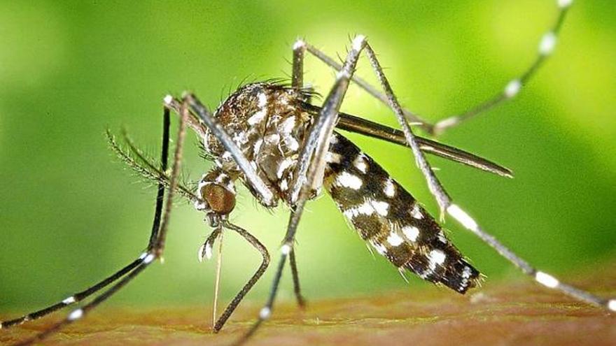 El virus del Zika es transmet per la picada d&#039;un mosquit