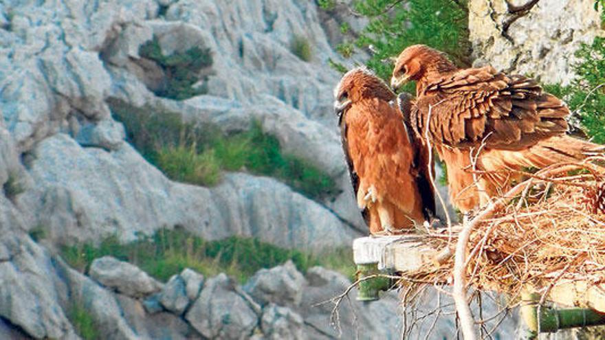 Bonelli-Adler in der Serra de Tramuntana