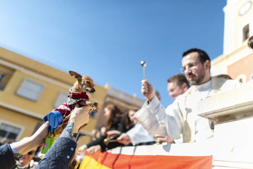 Cartagena celebra San Antón