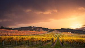 Un campo de viñas durante el atardecer