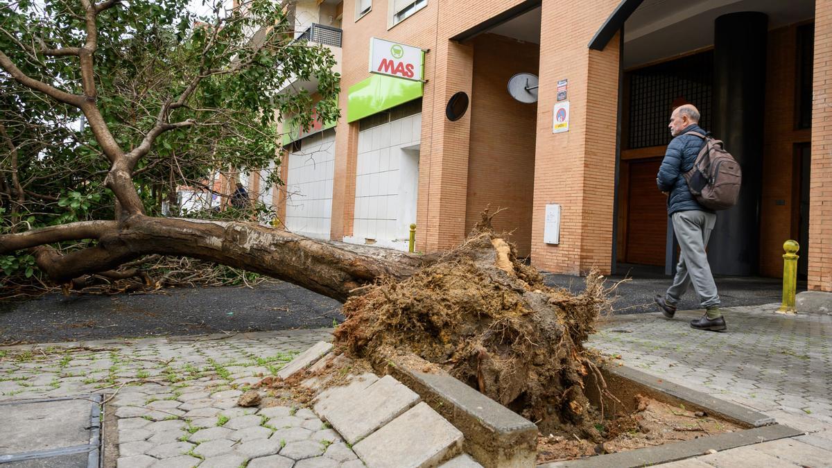 Árbol caído en la calle Jiménez Aranda este miércoles en Sevilla por la borrasca Kristin.