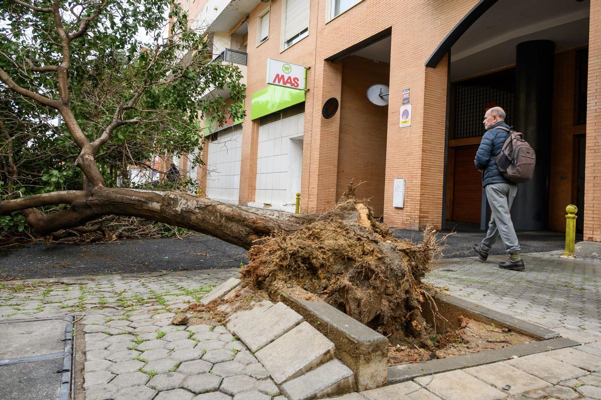 SEVILLA, 28/01/2026.- Árbol caído en la calle Jiménez Aranda este miércoles en Sevilla. La borrasca Kristin complica este miércoles la jornada meteorológica en Andalucía, donde las clases están suspendidas en 77 municipios de la comunidad, con aviso rojo por viento en Valle del Almanzora y Los Vélez en Almería, y naranjas y amarillos por viento, lluvia y fenómenos costeros en el resto.-EFE/ Raul Caro