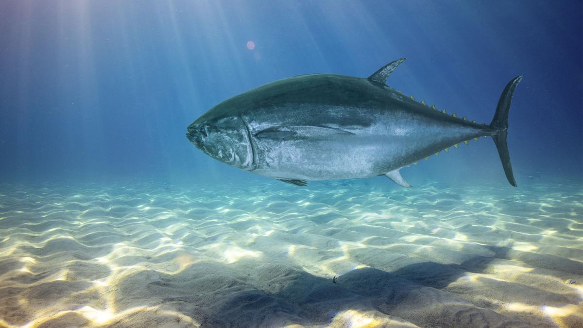 El atún se produce en los polígonos acuícolas de El Gorguel y San Pedro del Pinatar.