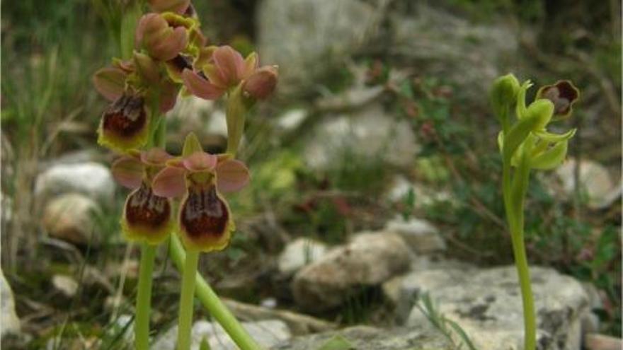 Una orquídea con nombre de profesora  universitaria