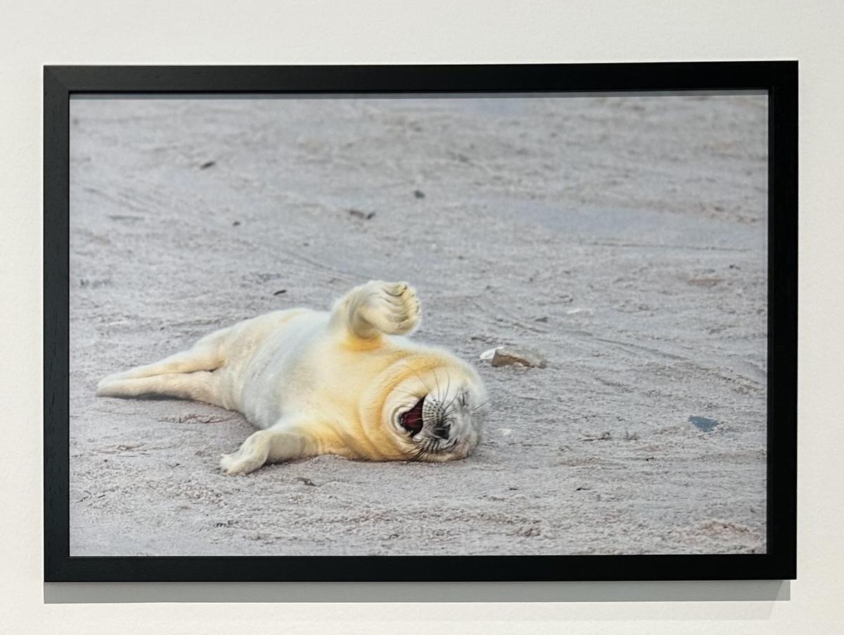 La sede de Afundación de A Coruña expone más de 70 fotografías que muestran diferentes especies de animales con una mirada cómica La sede de Afundación de A Coruña expone más de 70 fotografías que muestran diferentes especies de animales con una mirada cómica