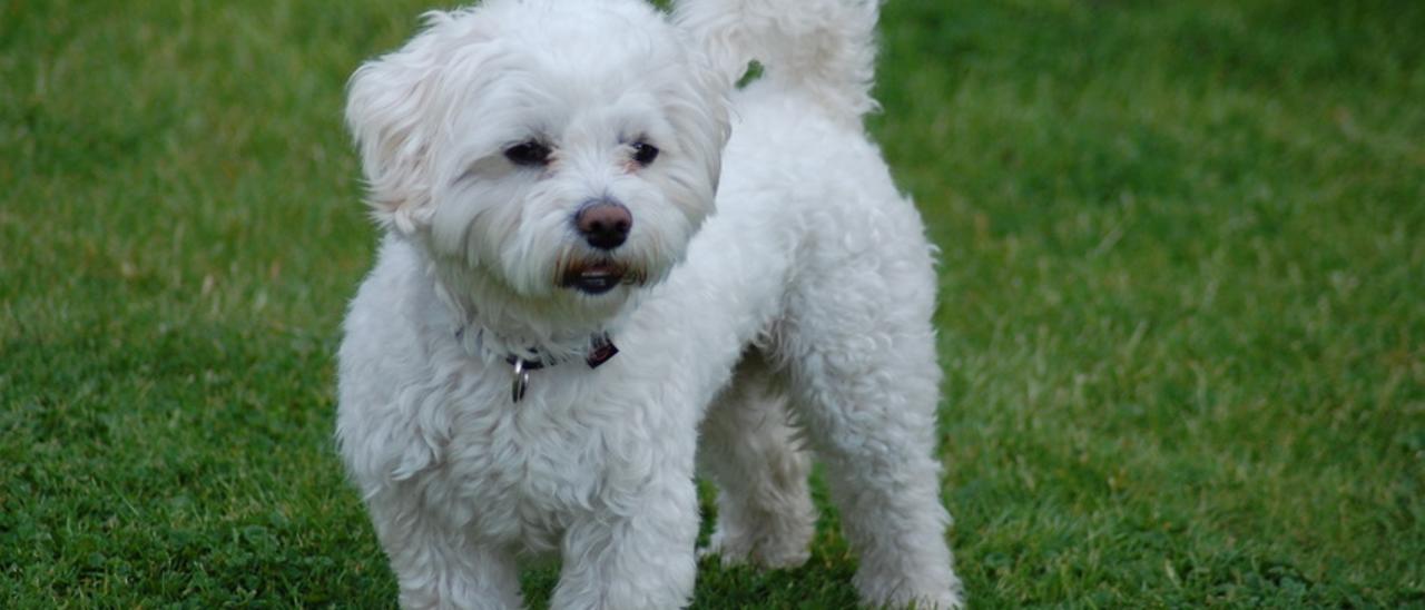 Imagen de archivo de un bichón maltes, un perro de la misma raza que la del litigio.