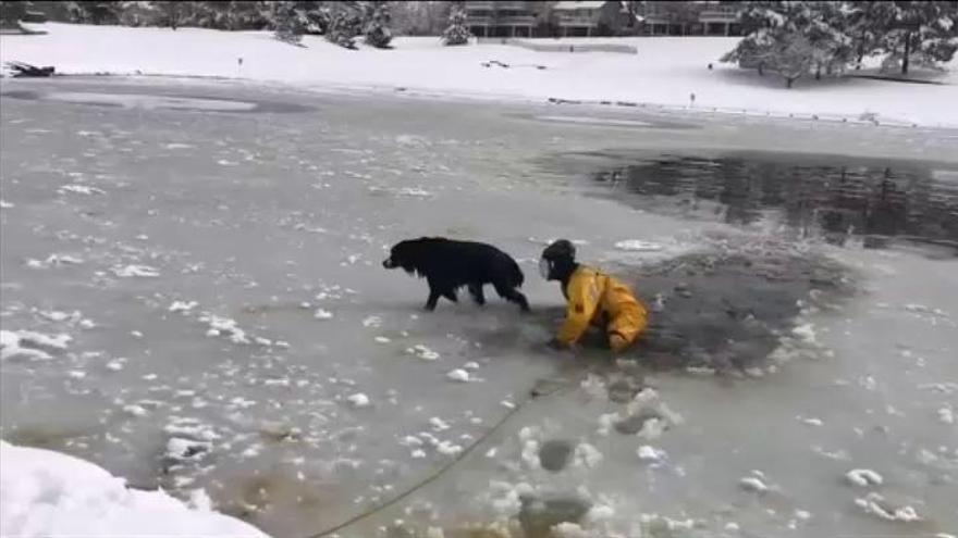 Aparatoso rescate de un perro atrapado en medio de un lago helado en Colorado