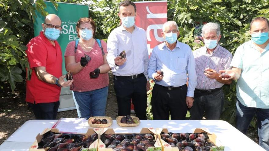 La presentación de la campaña de brevas y higos en el Camp d&#039;Elx.