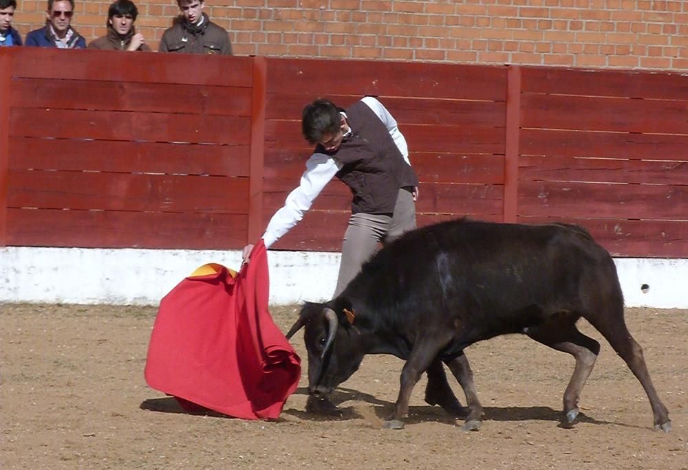 Bolsín Taurino de Fuentesaúco