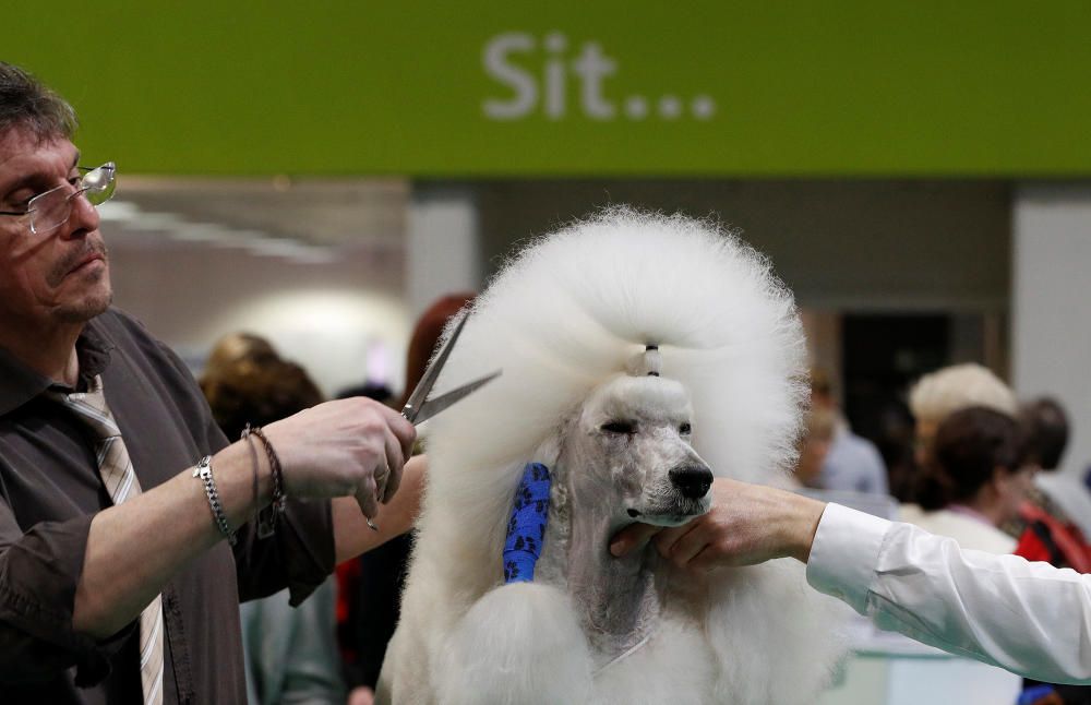 Crufts Dog Show, l'exhibició de gossos més gran d'Anglaterra