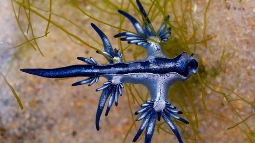 Bandera vermella a diferents platges del Tarragonès per la presència de dragonets blaus