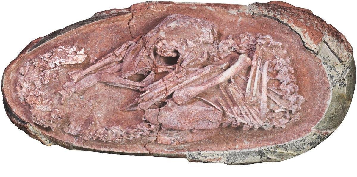 Imagen del esqueleto fosilizado