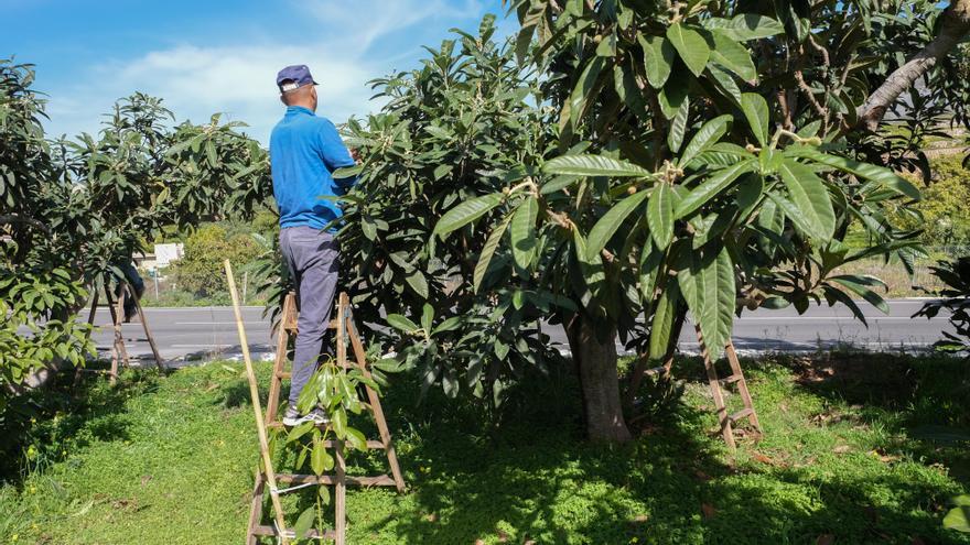 Agricultura ecológica, ganadería, viticultura y cultivo de forrajes y hortalizas centran  los premios Asaja-Alicante