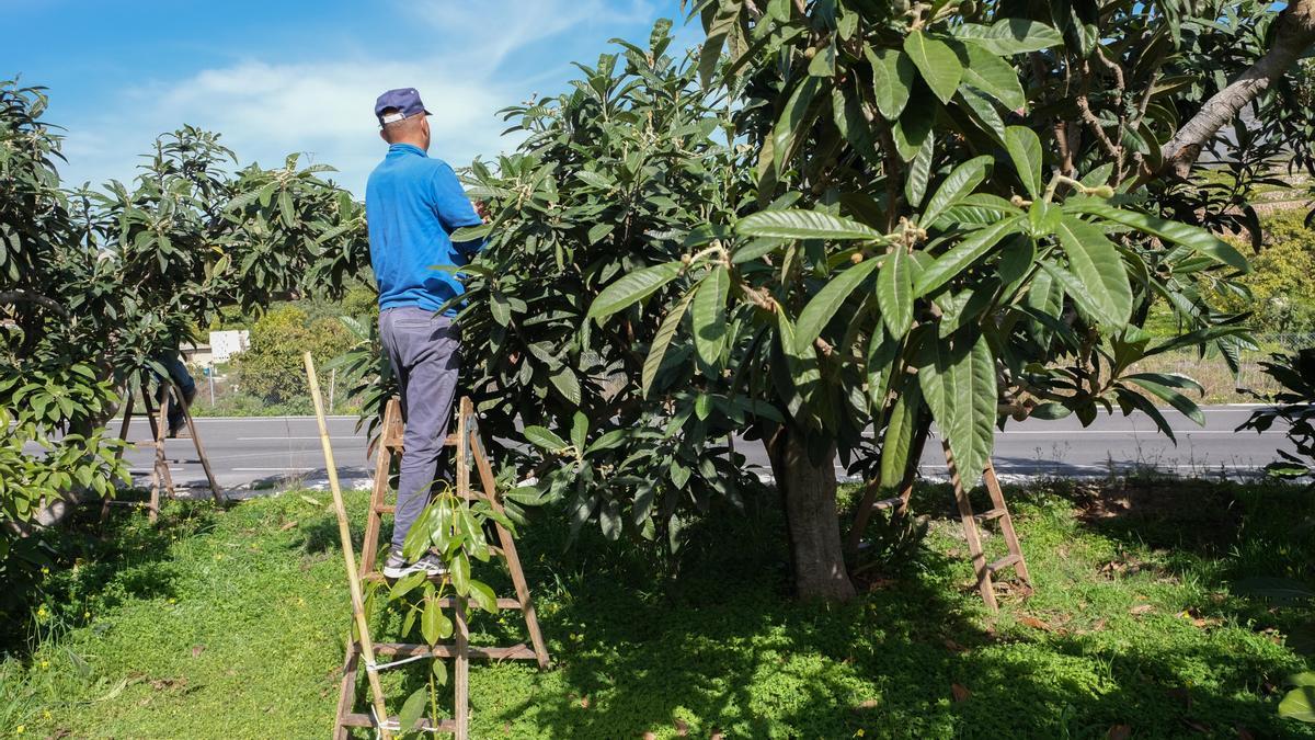 Un agricultor recogiendo nísperos en Callosa d`Ensarrià