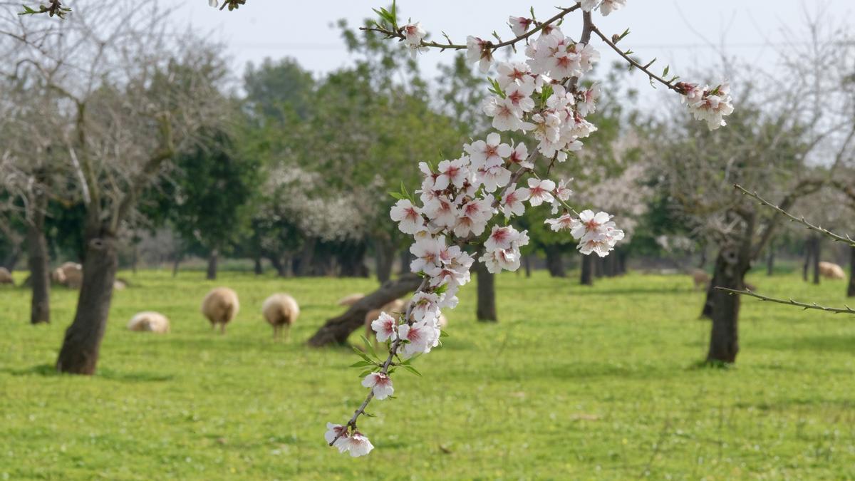 Una rama de almendro en flor en un campo cercano a s&#039;Esglaieta
