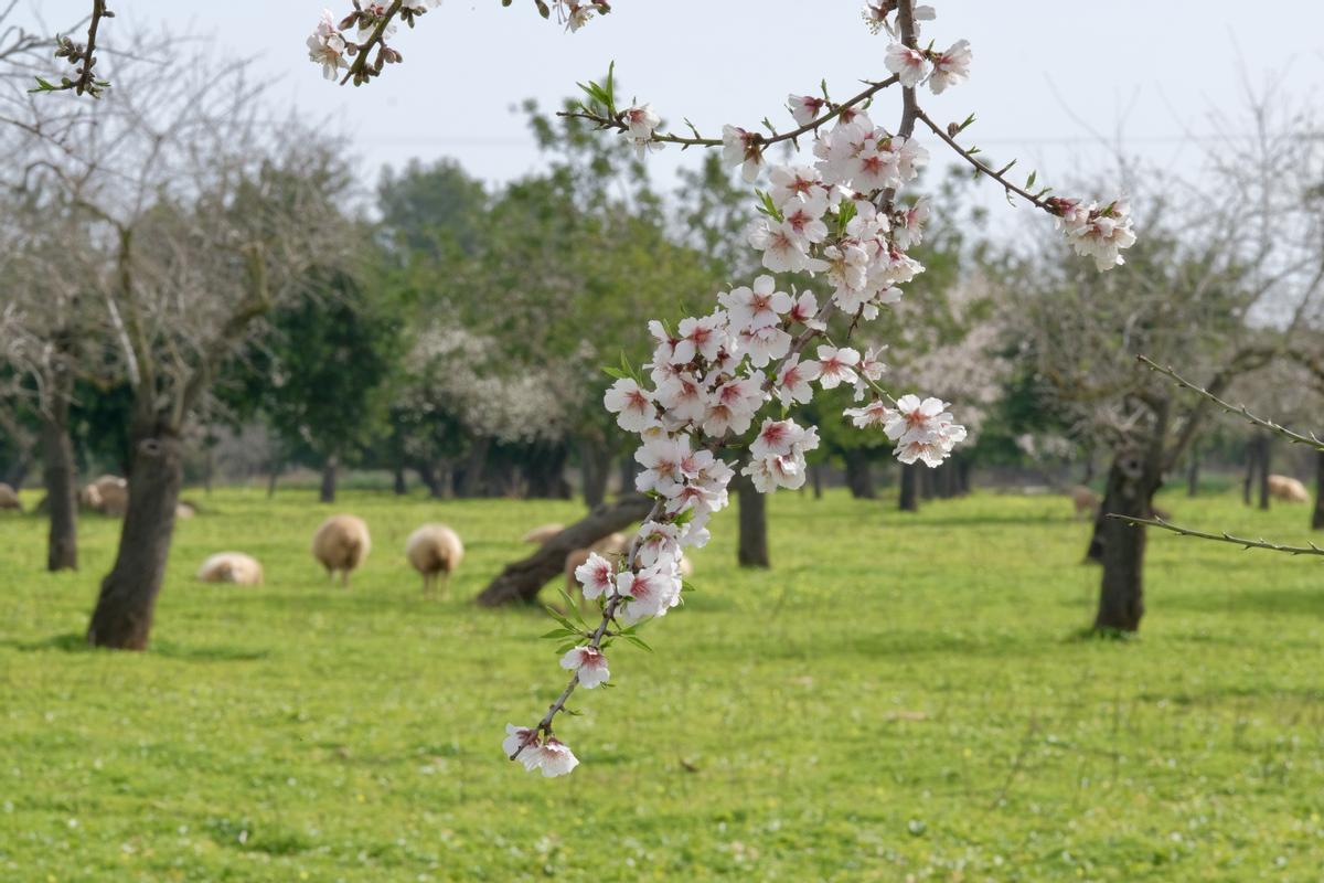 Una rama de almendro en flor en un campo cercano a s'Esglaieta