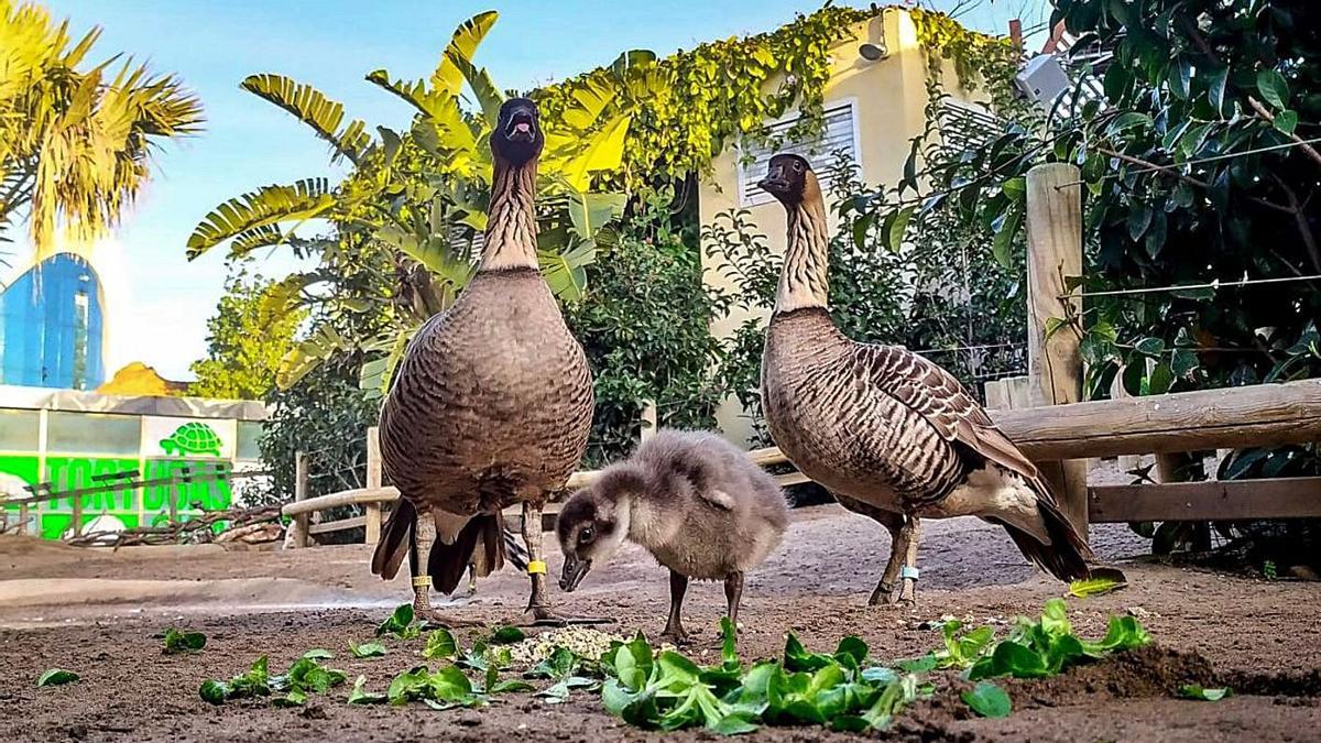 Pollet d’oca hawaiana, junt amb els seus pares.  | LEVANTE-EMV