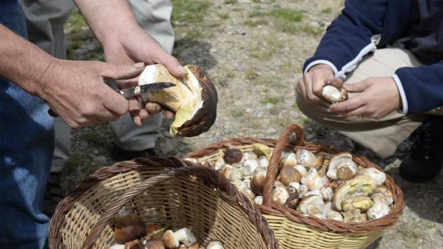 Cuatro personas intoxicadas por el consumo de setas en La Ribagorza