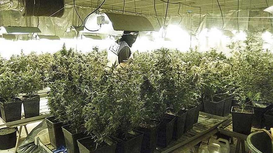 Una de las plantaciones de marihuana descubiertas en La Soledat.