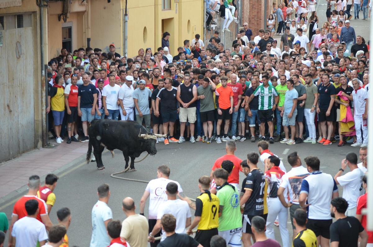 Así fue el recorrido del Toro Enmaromado Glorificado, por las calles de Benavente Así fue el recorrido del Toro Enmaromado Glorificado, por las calles de Benavente