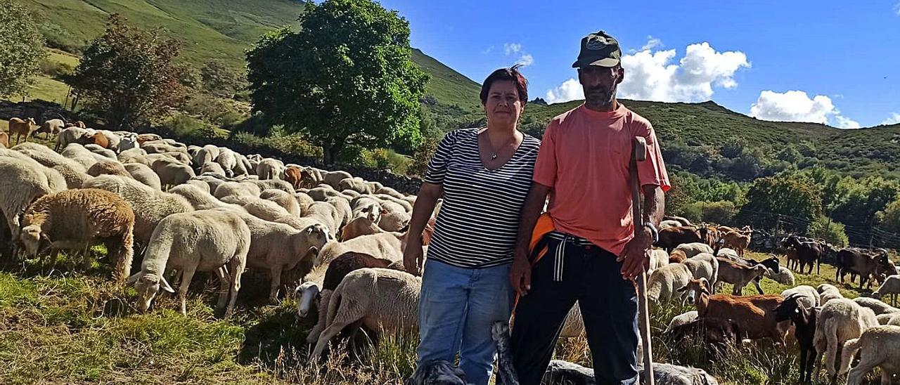 La explotación de ganado ovino 
y caprino de Verónica Villamor y
Carlos, que acaban de tener un hijo 
en Chandrexa de Queixa.