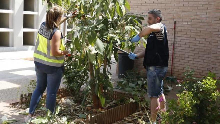 La policía tala la burundanga del cementerio de Alzira