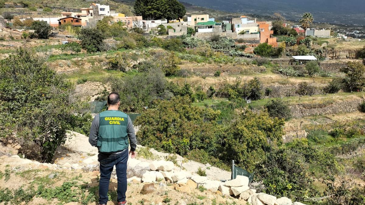 Un agente de la Guardia Civil en la finca de Tenerife donde se robaron los aguacates.