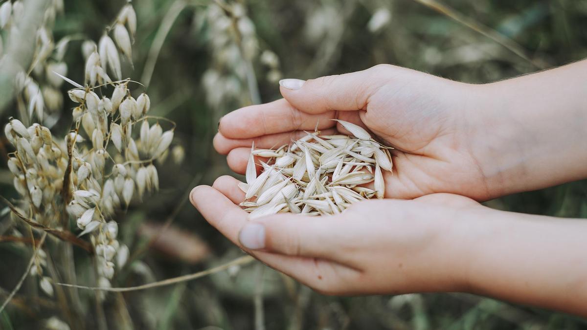 Trucos para adelgazar: Incluye la avena en tu dieta