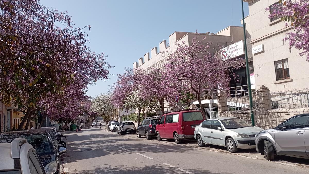 La Calle M s Hermosa De Espa a regresa Cada Abril A M laga La Calle M s Hermosa De Espa a regresa Cada Abril A M laga