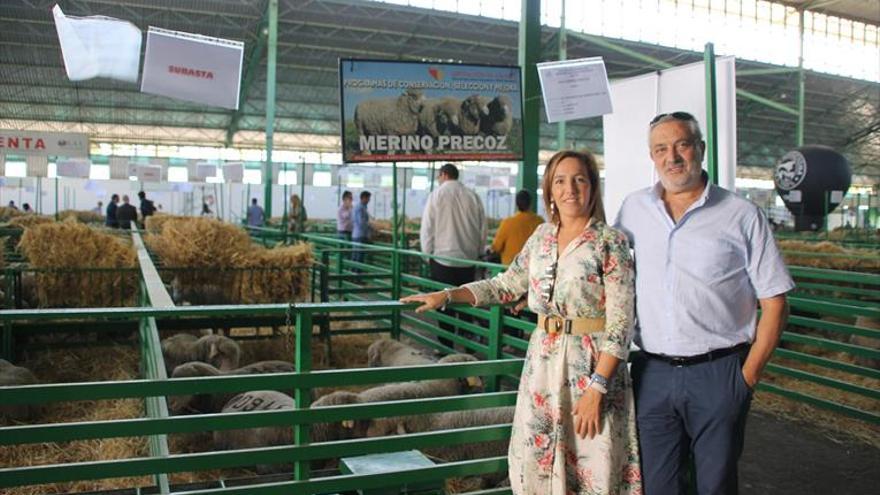 La Diputación de Cáceres exhibe la excelencia de su Merino Precoz