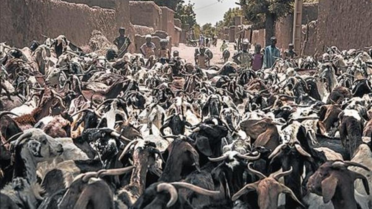 Los vecinos de Tounfafi reúnen sus cabras para sacarlas a pastar.