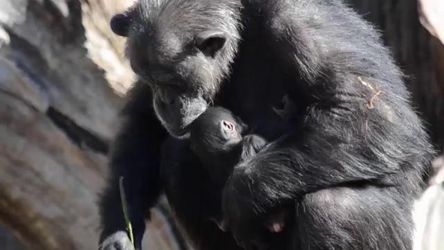 Las últimas imágenes de los mellizos de chimpancé de Bioparc