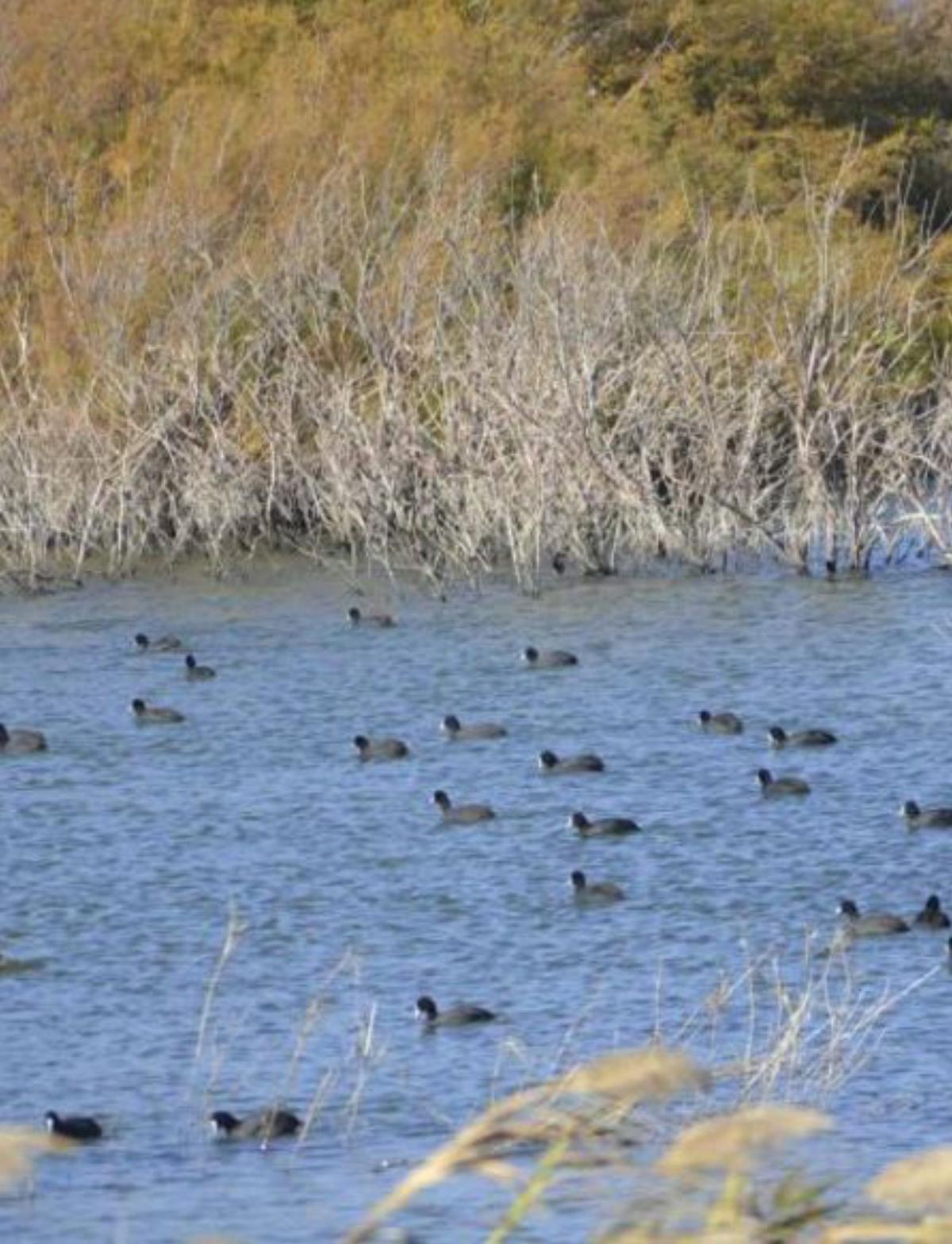 Desembocadura del río Guadalhorce