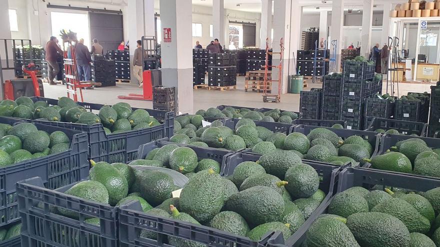 Randstad busca 100 envasadores de aguacate para una empresa alimentaria en Málaga
