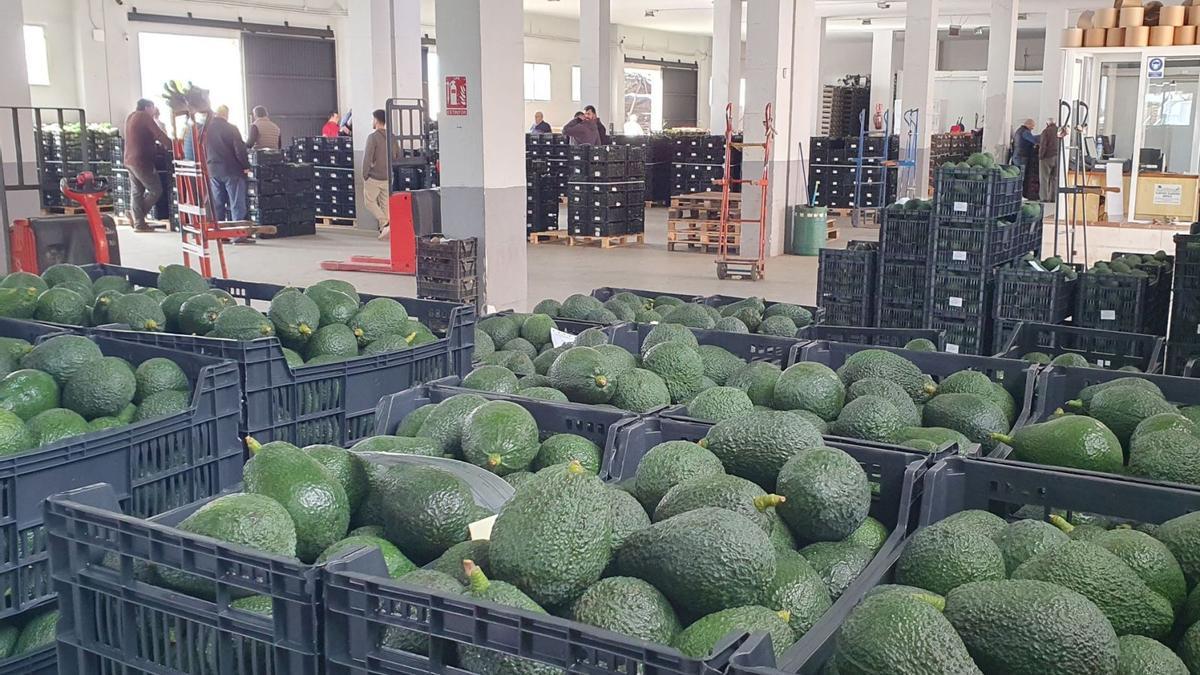 Aguacates a la venta en una de las corridas de frutos que se celebran en Málaga.