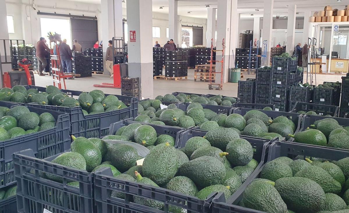 Aguacates puestos a la venta para su subasta en una de las corridas de frutos.