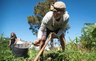 La papa antigua, en peligro de extinción