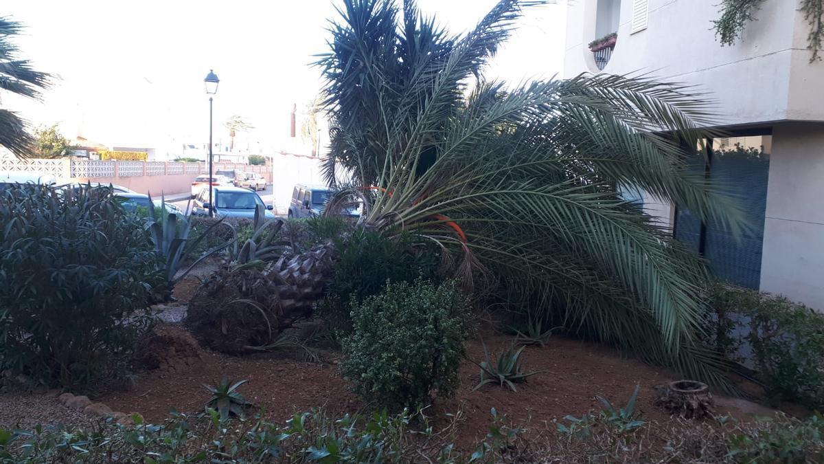Una palmera tumbada durante el vendaval