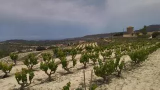 El moscatel de la Marina Alta y el de Málaga, hermanados: "Compartimos una variedad de uva y un paisaje singulares"