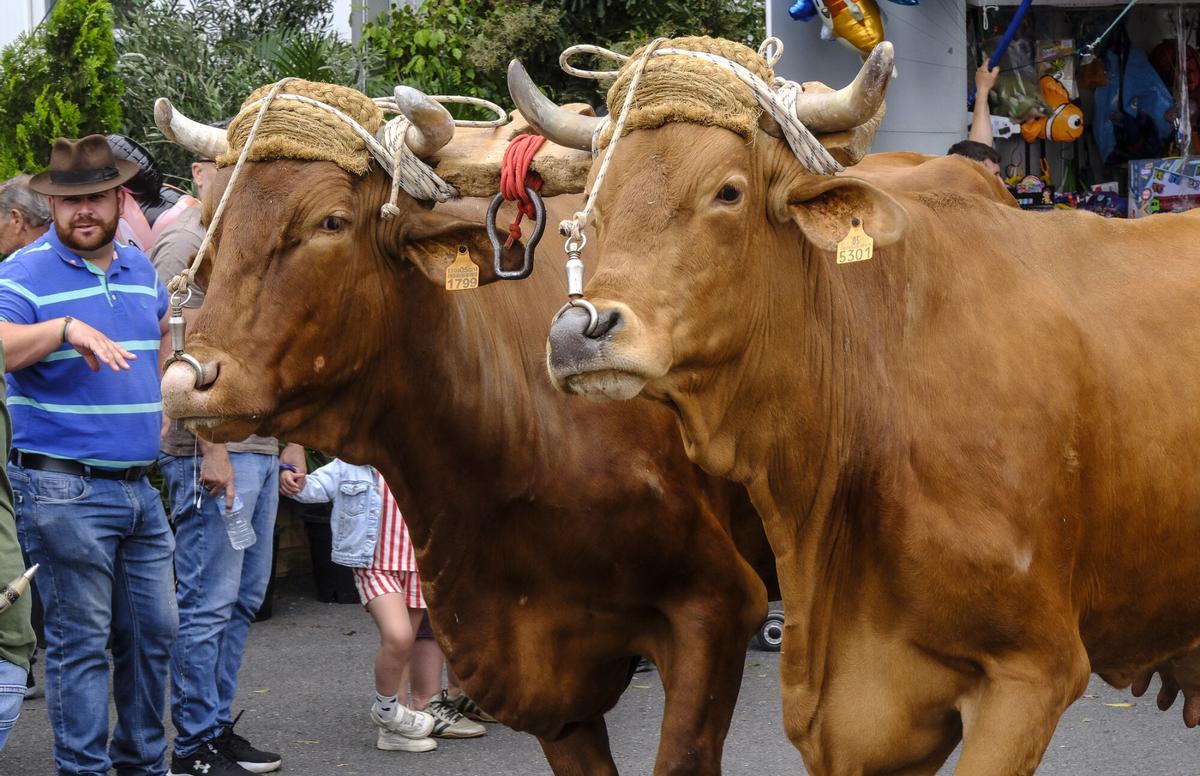 Feria de Ganado de Gran Canaria