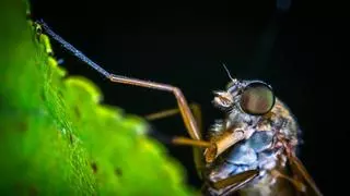La OCU alerta sobre los mosquitos más peligrosos que están llegando a España