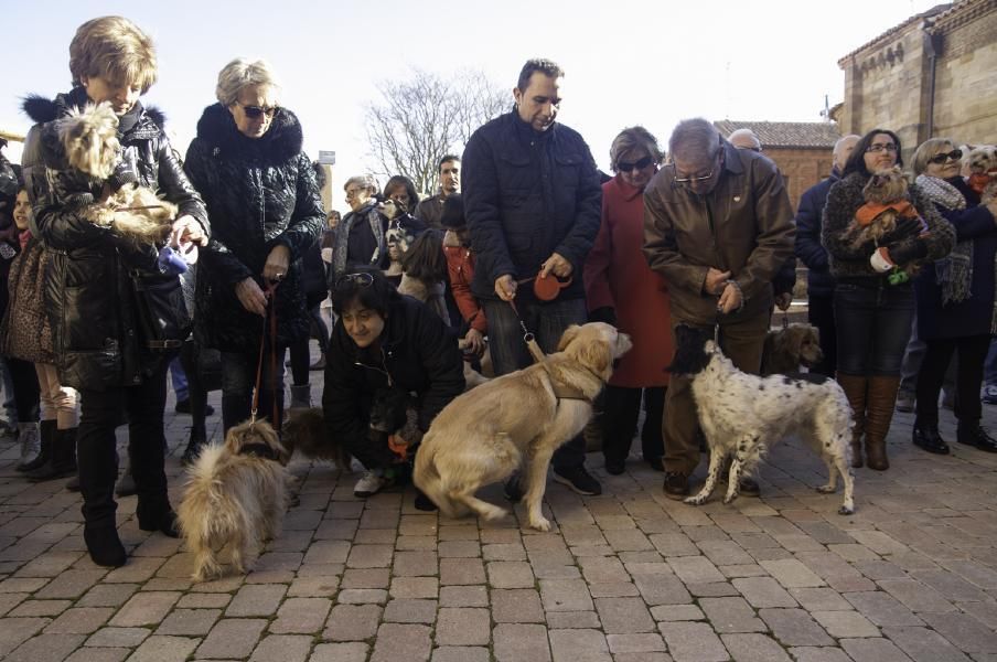 San Antón bendice a los animales en Benavente.