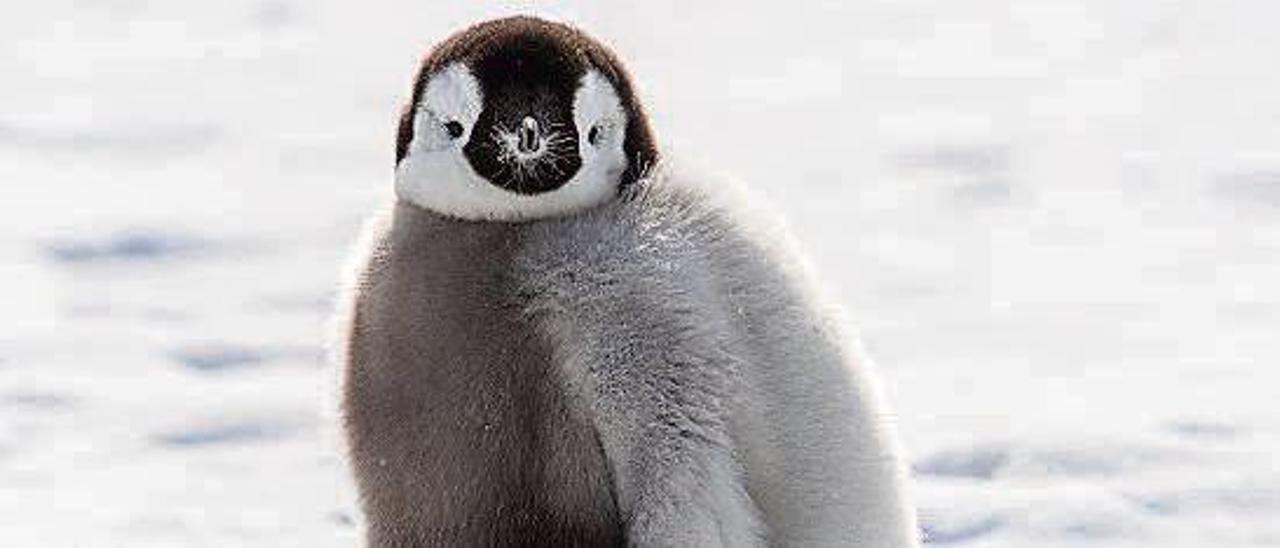 Un pingüino emperador