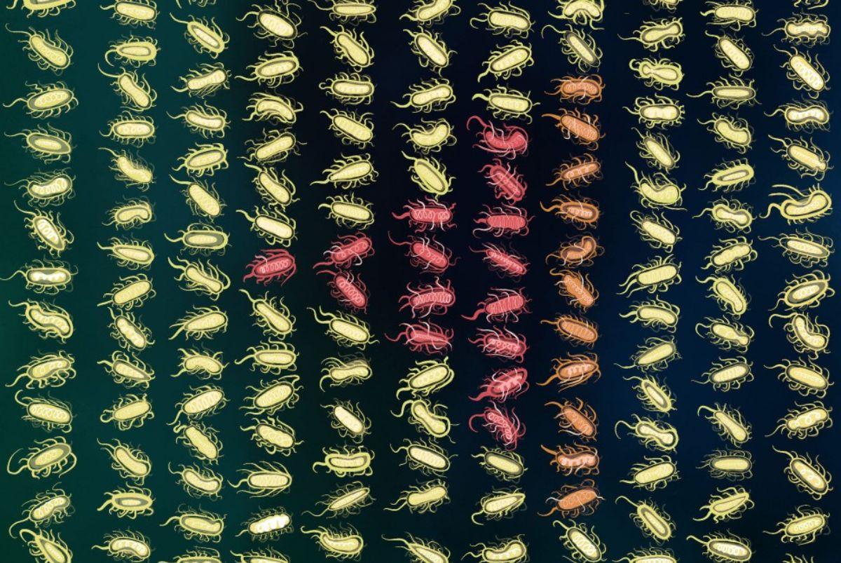 Las células bacterianas pasan “recuerdos” a múltiples generaciones de descendientes.