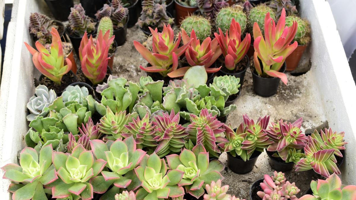 Archivo - Plantas